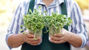gardening hands holding two glasses of green sprouts microgreens
