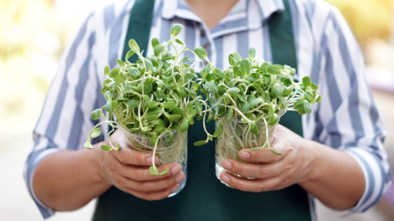 gardening hands holding two glasses of green sprouts microgreens