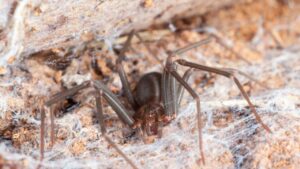 brown recluse spider poisonous