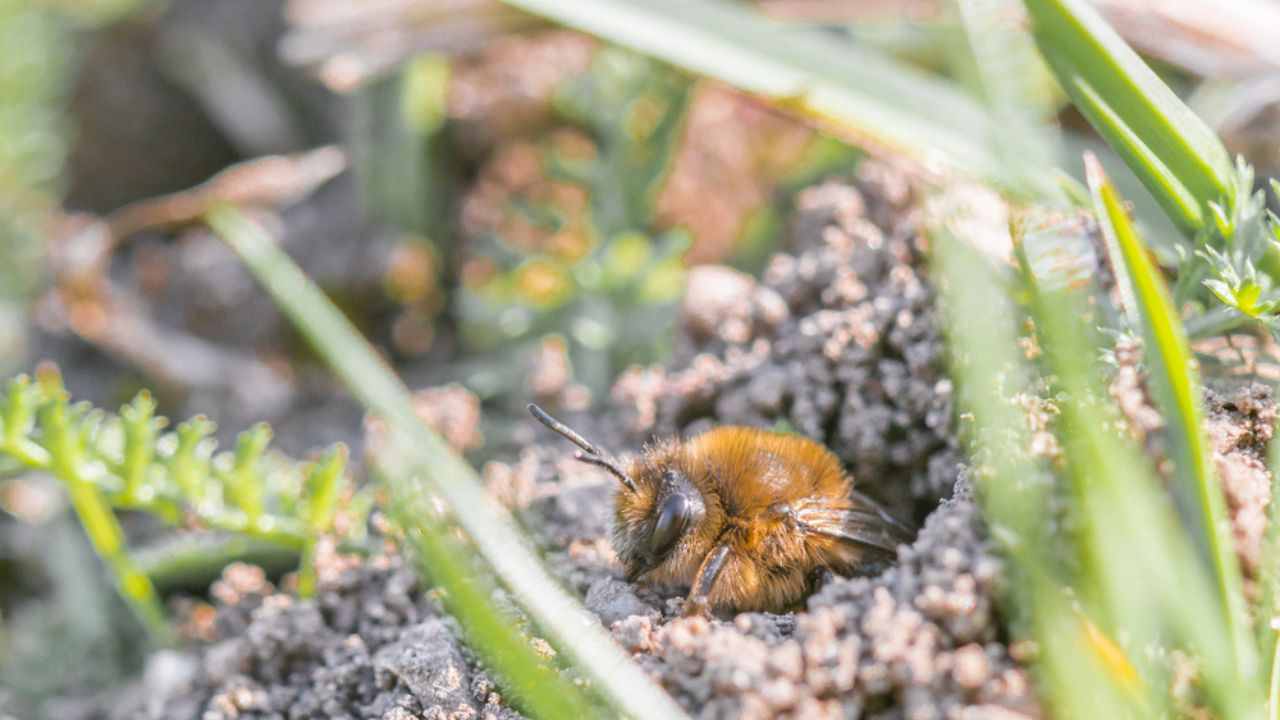 bee nesting in the ground