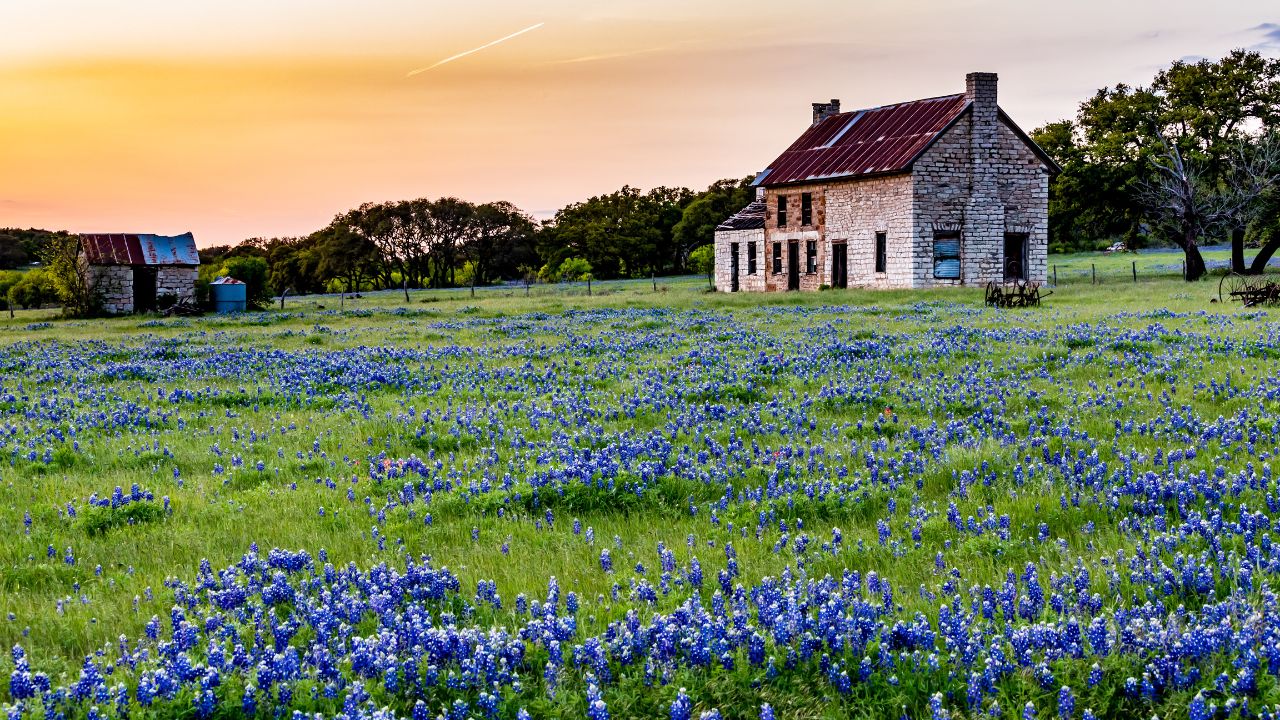 An Interesting Abandoned Old Rock Homestead in a Beautiful Field Loaded with the Famous Texas Bluebonnet (Lupinus texensis) Wildflowers at Sunset.