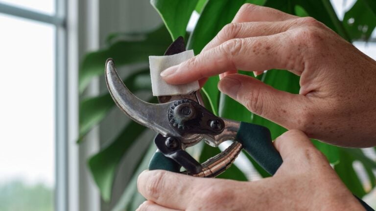 Person's hands sanitizing pruning shears blades with alcohol swab