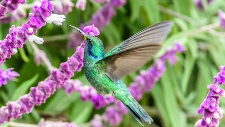 green hummingbird flying purple flowers