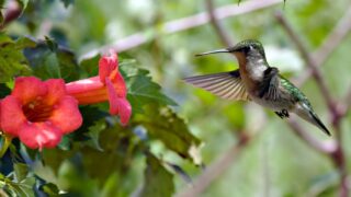 Trumpet creeper (Campsis radicans) Hummingbird