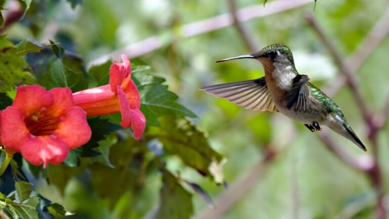 Trumpet creeper (Campsis radicans) Hummingbird