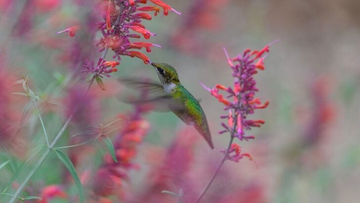 11 Flowers Perfect For Planting Around A Bird Bath