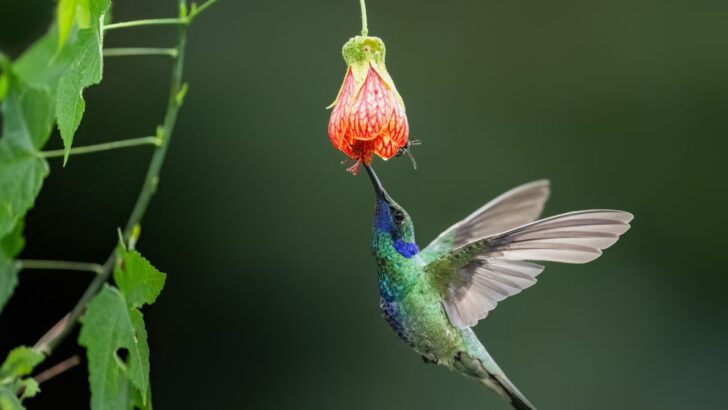 12 Perennial Flowers That Attract Hummingbirds to the Garden