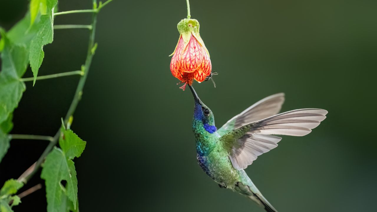 Sparkling Violetear Hummingbird in flight collecting nectar from a red and yellow flower against green background