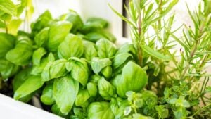 herb garden basil