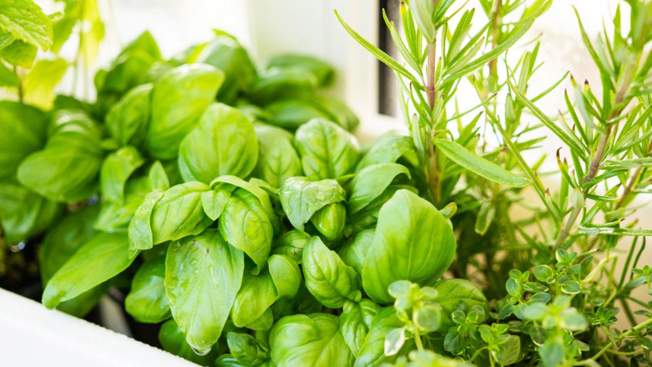 herb garden basil