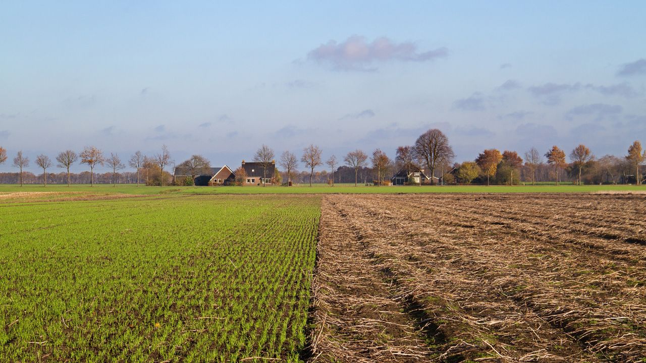 Crop rotation: young winter cereal, sown next to a harvested potato field in autumn