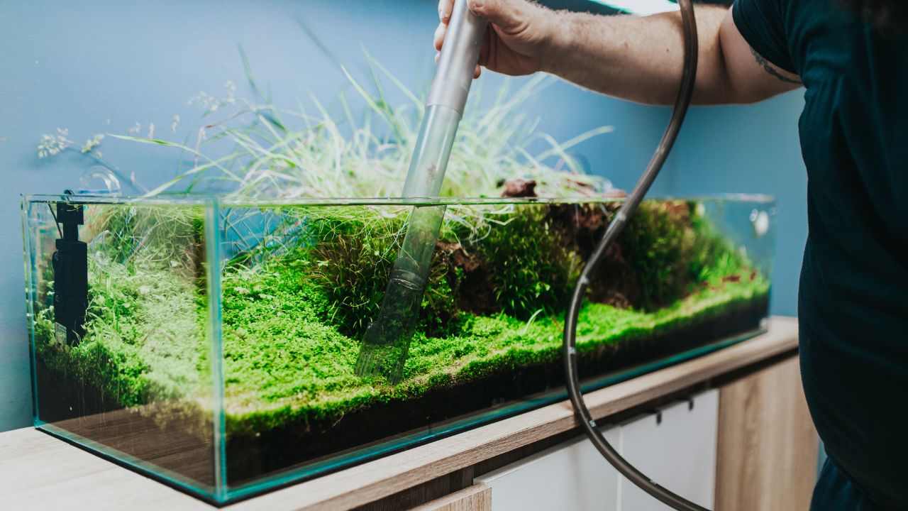 Worker in aquarium showroom changing water in aquarium using siphon.