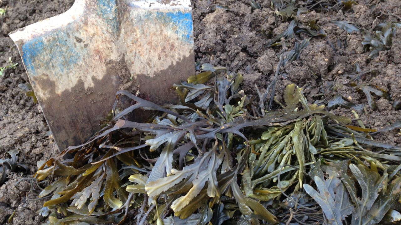 the seaweed is a natural fertilizer