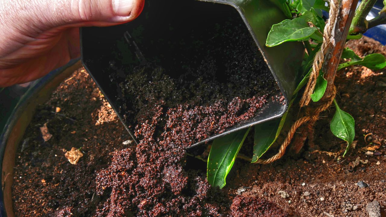 coffee grounds are poured at the feet of a plant