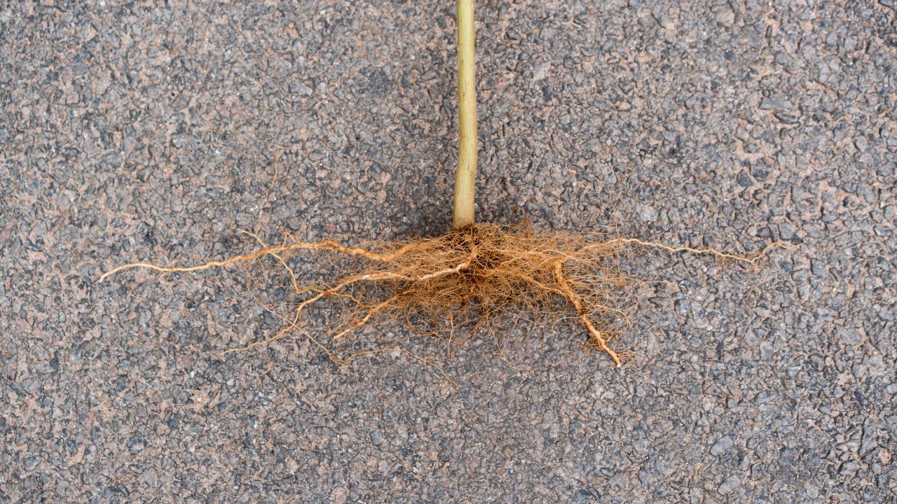 An uprooted plant showing taproot system spread on pavement