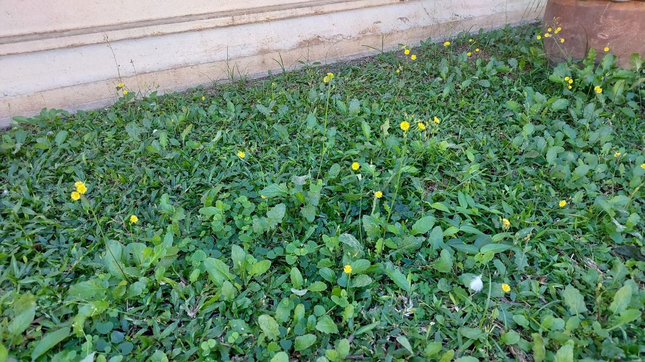 Green Cover crop or Ground cover and grass with the little flower