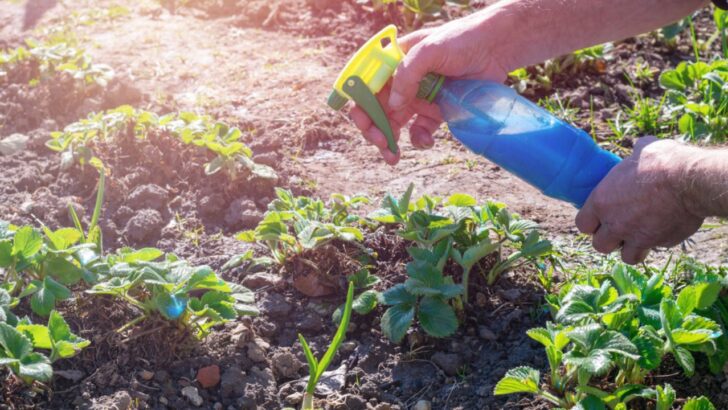 A Homemade Pest Spray That Saves Gardens with Just Oil and Soap
