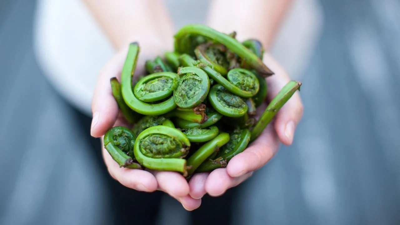 Fresh Seasonal Fiddleheads Holding in Hands