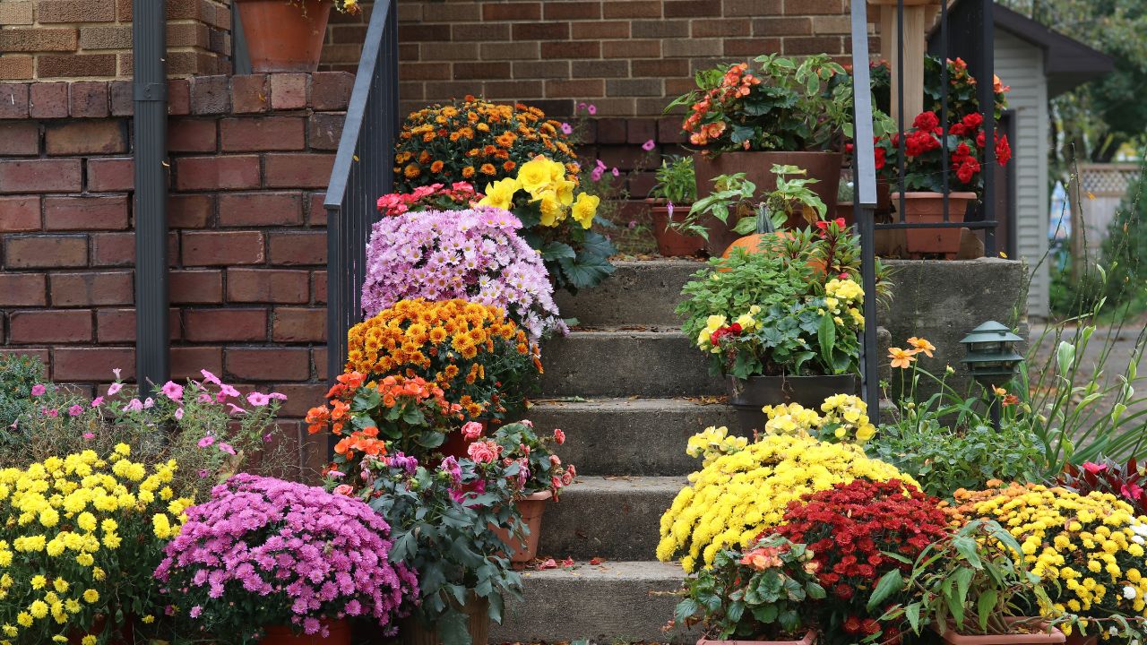 Seasonal house outdoor decoration. Way to the main entrance stair of the stylish house decorated by colorful potted flowers for autumn holidays season. Horizontal composition.