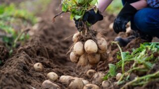 You can have a great potato harvest without digging