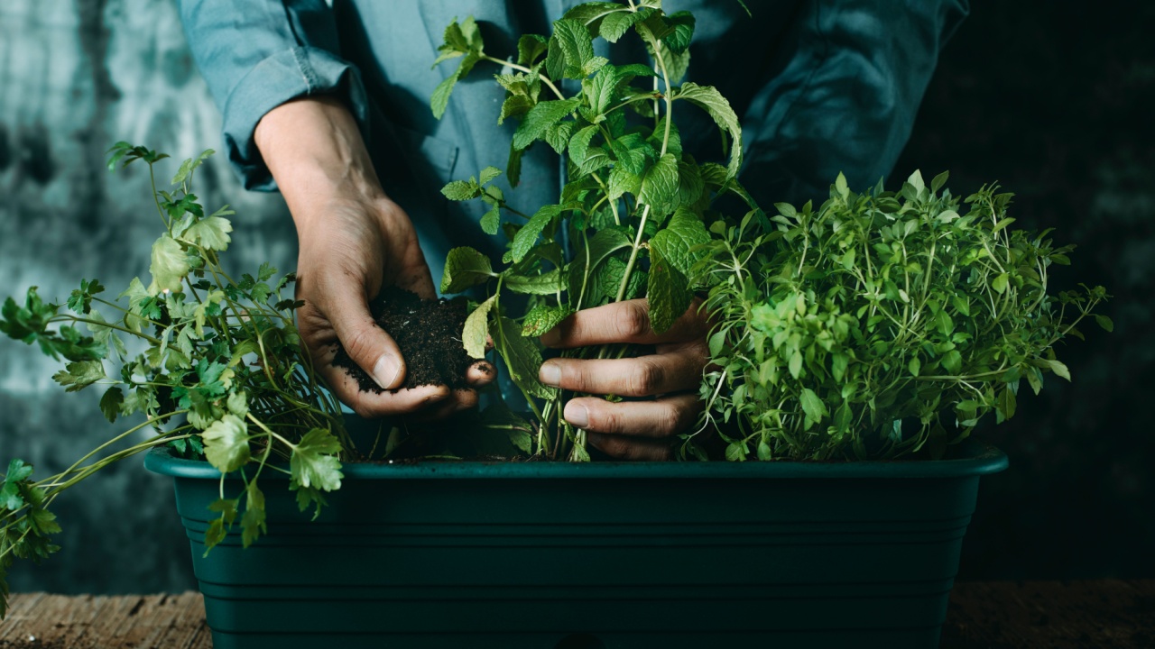a caucasian man, wearing a gray working coat, plants some aromatic herbs such as mint, parsley, and basil in a green plastic window flower box, placed on a rustic wooden table