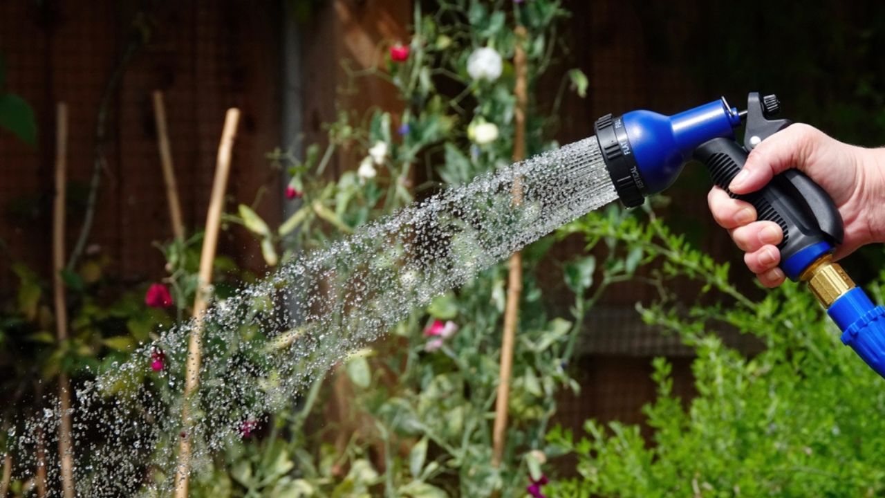 A hosepipe being used to water a garden in summer.