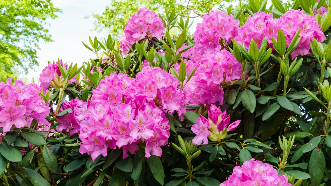 Bright pink Rhododendron Azalea flowers close-up