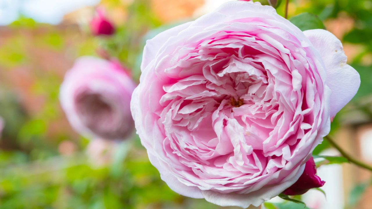 Beautiful soft pastel pink layered David Austin Roses in English summer. English Roses.