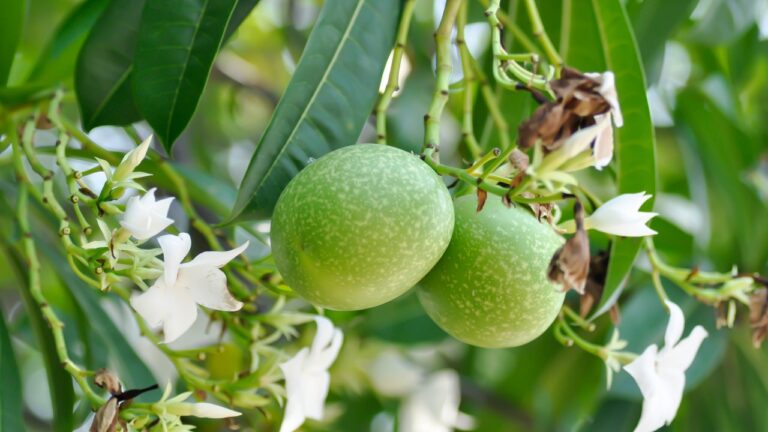 Cerbera Odollam Gaertn or Apocynaceae or pong pong and flowers and seed on the tree