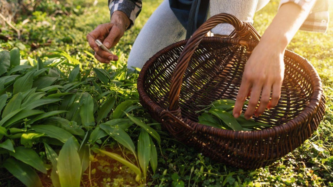 Close-up of hands foraging wild garlic beside a wicker basket in sunlight