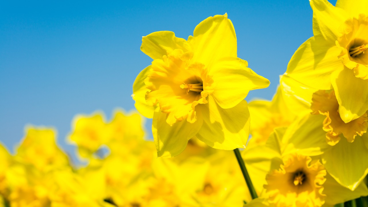 yellow daffodil flowers blooming in the spring