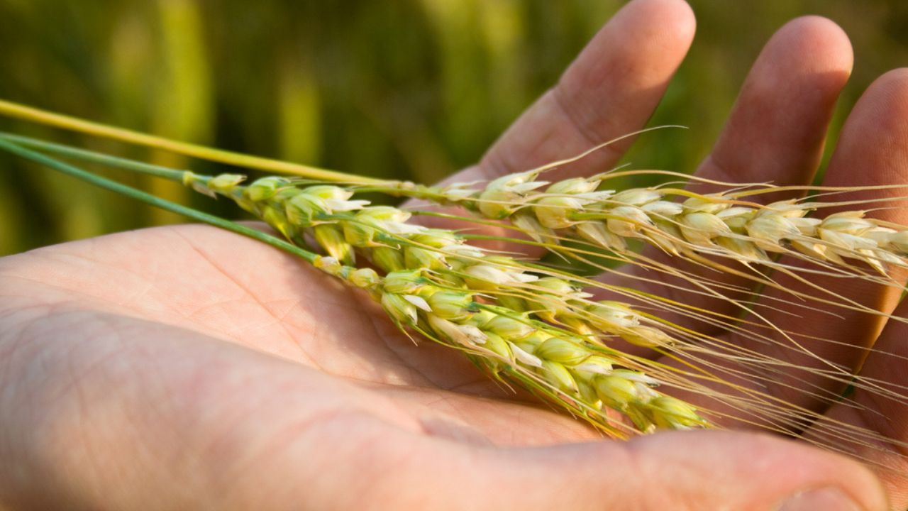 Hand with wheat