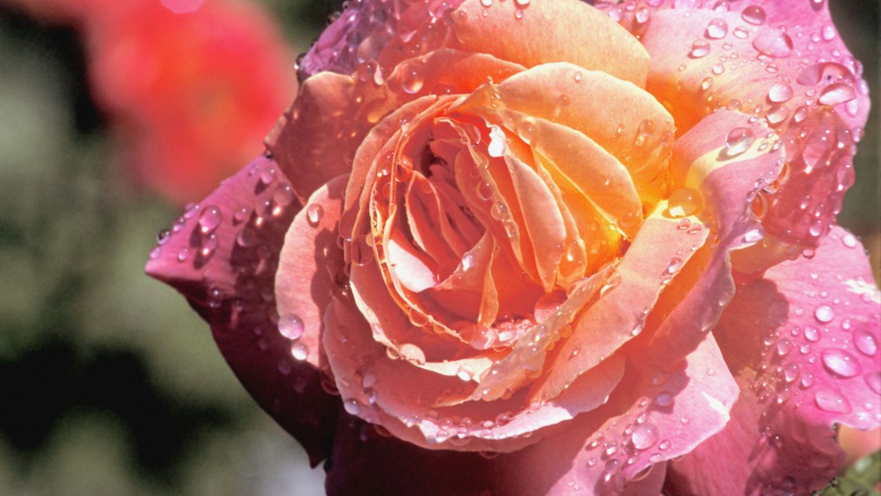 Hybrid Tea Rose