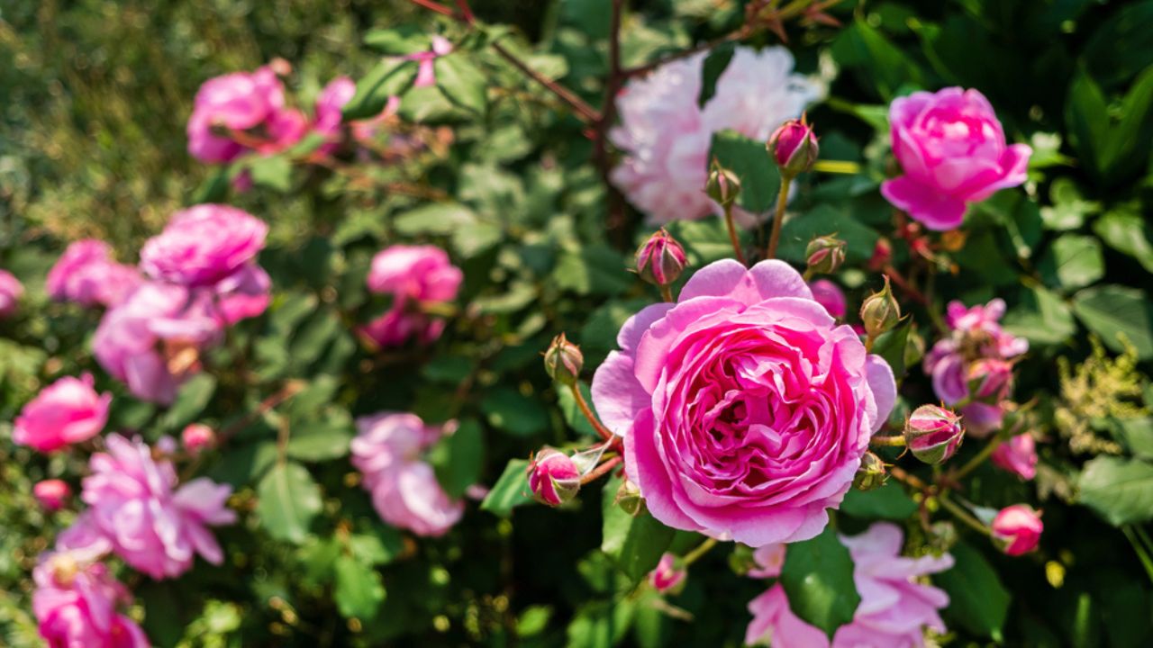 Pink roses in the garden.