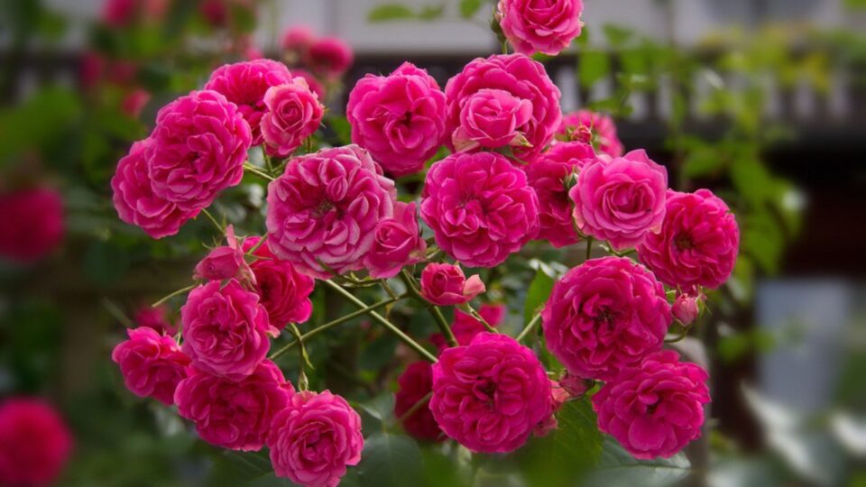 12 Plants That Thrive On Fireplace Ashes