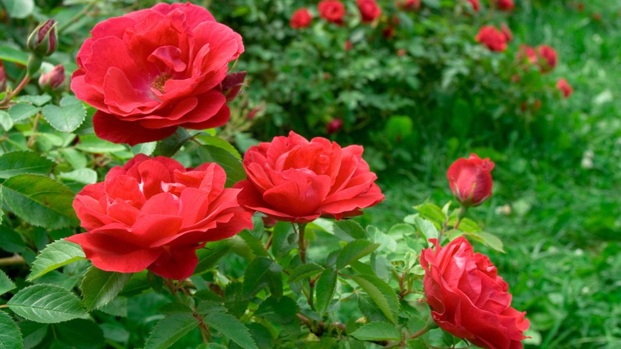 Roses bush