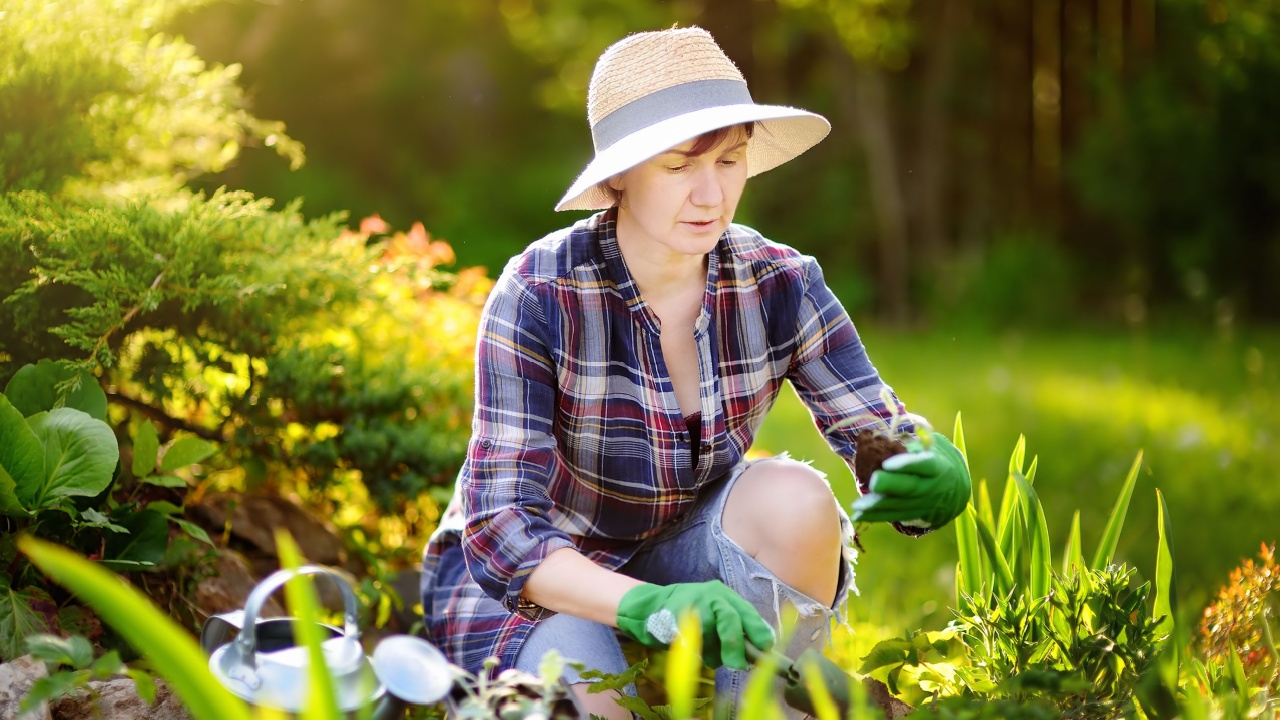 Portrait of smiling beautiful middle age/mature/older female gardener. Woman planting seedlings in bed in the domestic garden at summer day. Gardening activity