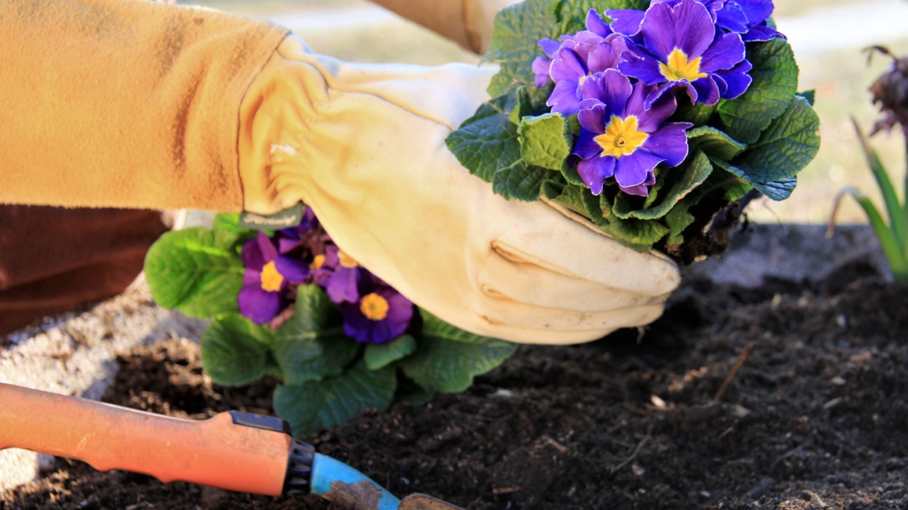 Outdoor work , plant a primrose in a garden pot using leather garden gloves