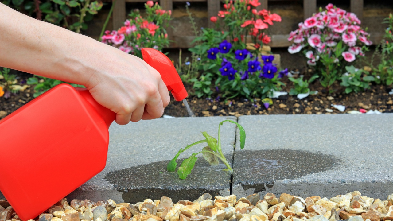 Hand Spraying Weed Killer On To A Weed Growing Between Paving Stones In A Garden.
