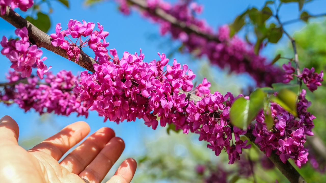 View of blooming branch of redbud tree with woman's hand; spring in Missouri, Midwest