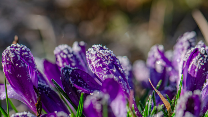 Frost Protection Tricks Every Gardener Should Use in Spring