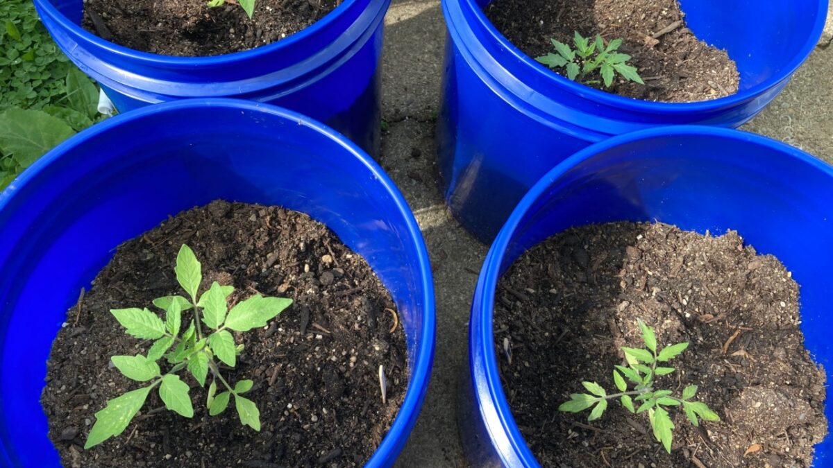 Tomatoes make an ideal container plant when grown in five gallon buckets sold at the hardware store.