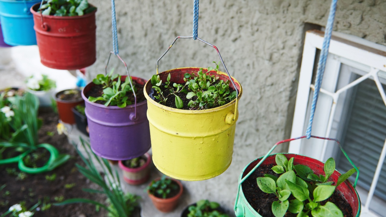 Grown culinary herbs in hanging colored metal buckets. Growing plants in the garden. Hobby, vegetable garden, dacha. Outdoors