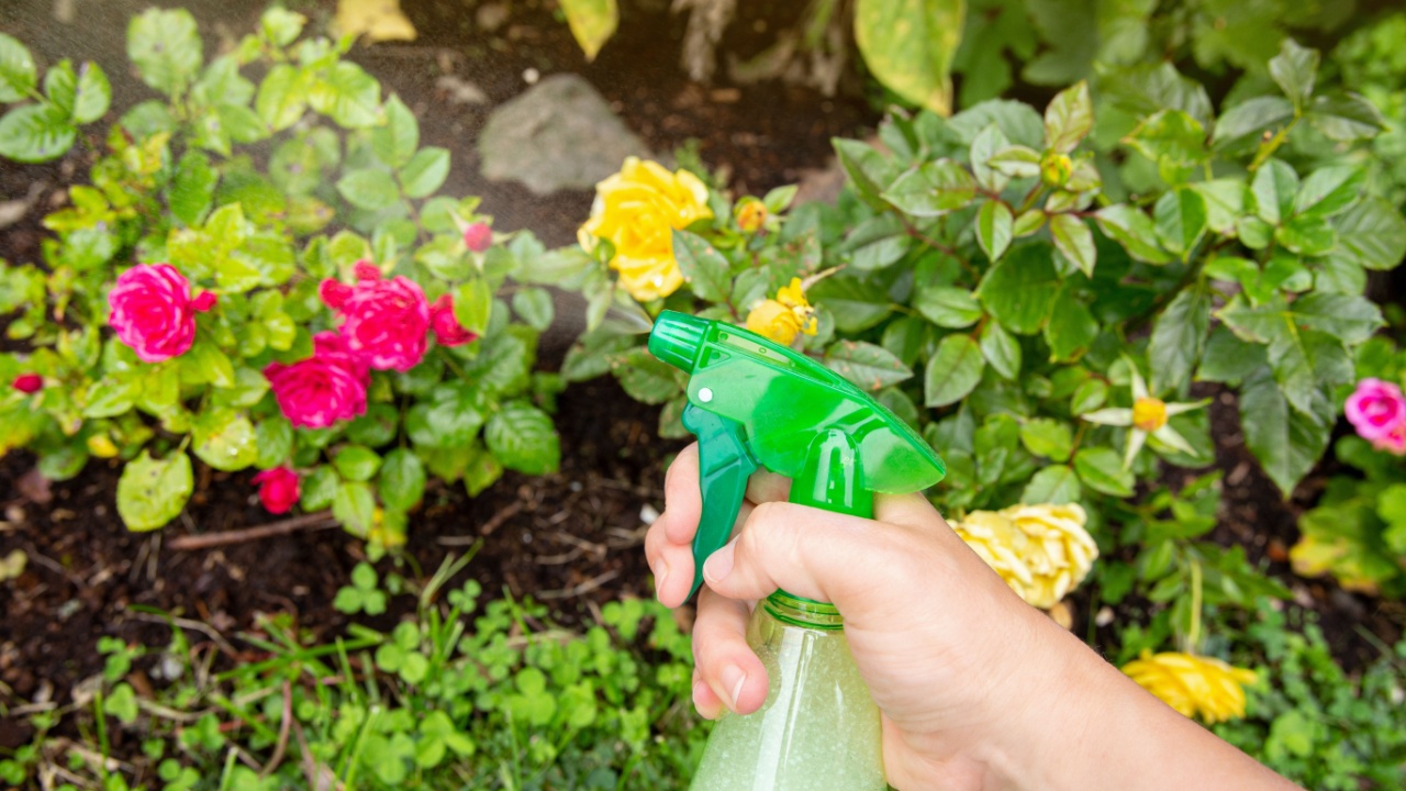 Close up view of person using homemade insecticidal insect spray in home garden to protect roses from insects.