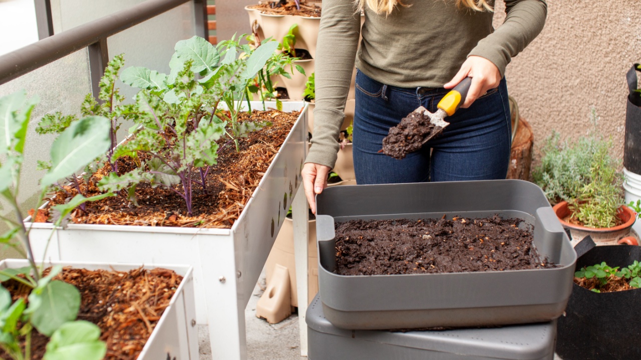 A women harvests fresh worm castings (compost) from a vermicomposter on her balcony, into her raised planter garden on her patio. She is side dressing small plant starts for fall