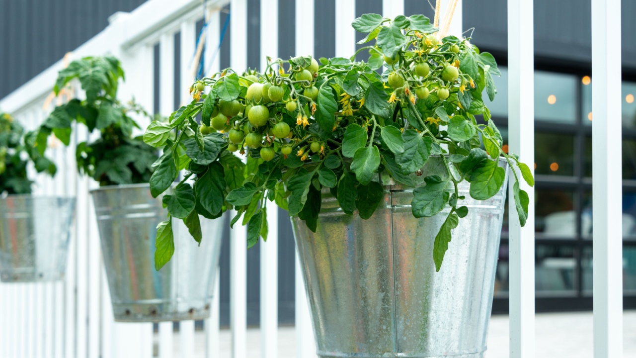 Multiple metal buckets are used as vegetable planters hanging on a white railing. The pots contain small lush green tomatoes on a tomato plant vine.