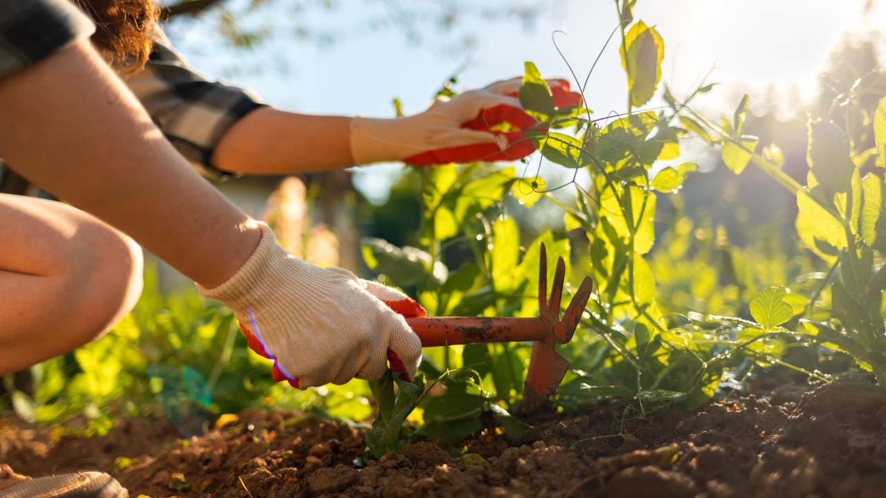 Summer gardening. Woman sitting near the green peas beds and weeding. Close up of hands. Organic agriculture. Sunlight. Japanese Hand Hoe