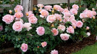 A bed of flowering roses. Rosa 'Abraham Darby' (Auscot). An English shrub rose bred by David Austin.