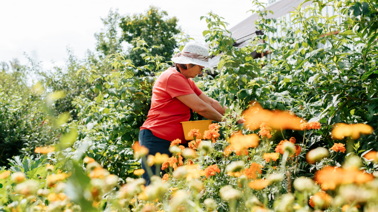 woman wearing a hat in the garden orange blooms