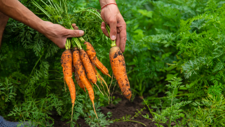 Want Juicier, Straighter Carrots? Try This Simple Trick